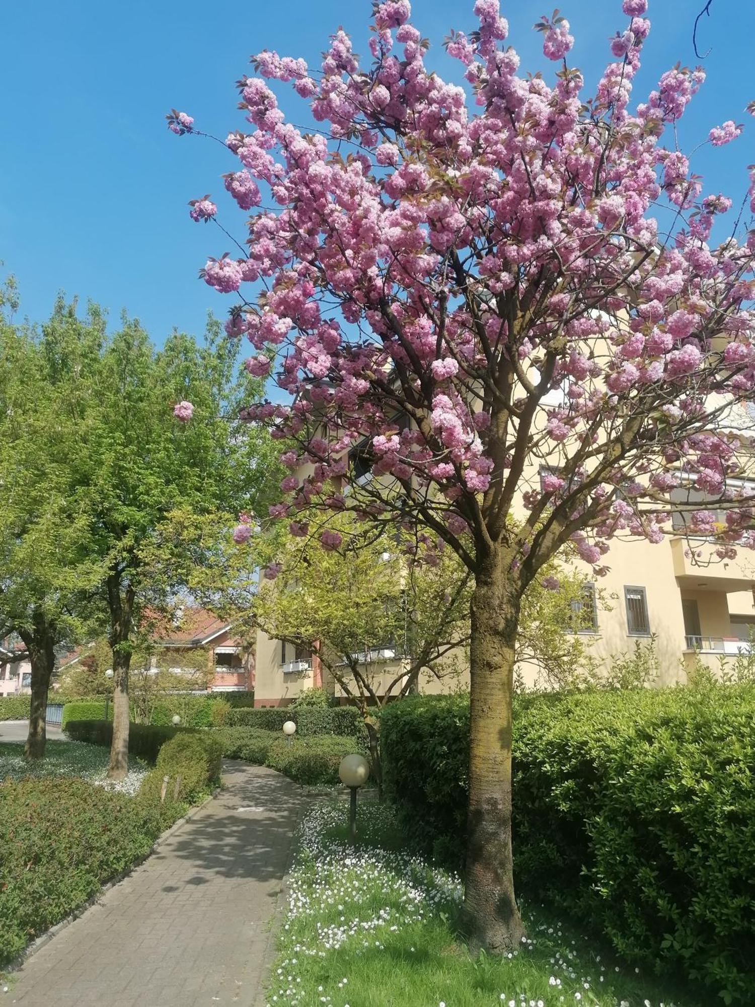 La Casa Blu- Forum Di Assago, Ospedale Humanitas, Milanofiori, Ieo Rozzano Kültér fotó